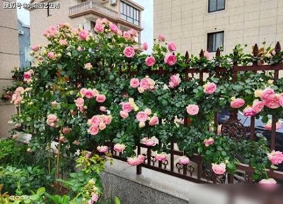 ​花园养花，月季，绣球，铁线莲，这3种最好养，花期还很长