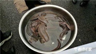 ​一斤只要80元 ! 娃娃鱼跌价，走进寻常百姓家