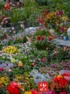 ​盘点丨临沂这些花卉宝藏市场等你来赏春购花