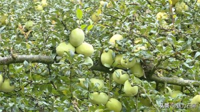 ​横山村：酸木瓜带来甜日子