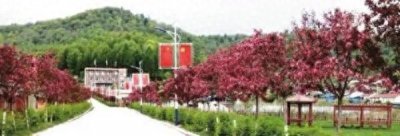 ​“百日红”发新芽，“王族海棠”灿然绽放，抚松东岗“颜值”大提升