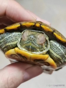 乌龟眼睛肿、睁不开？白眼病治疗5步法