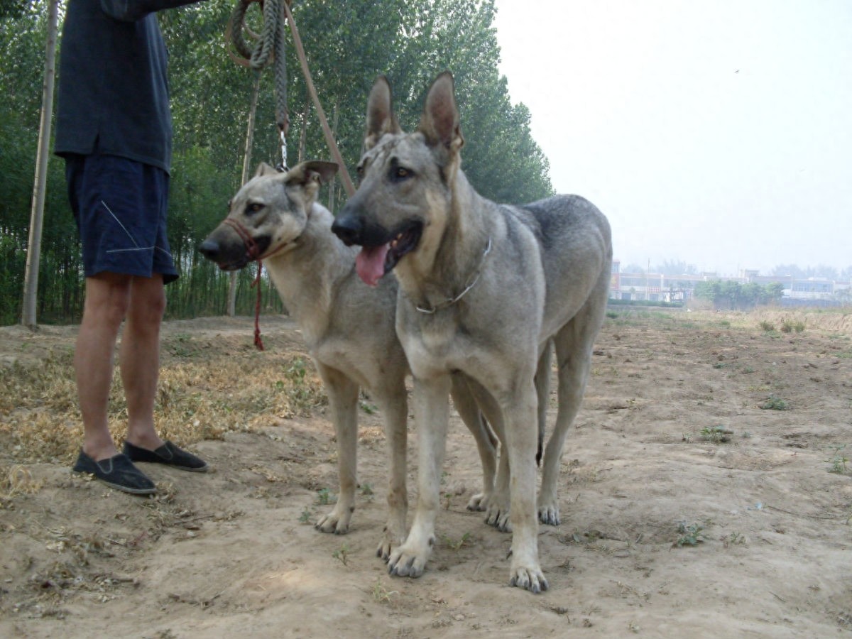 中国两大狼犬:长毛狼犬和中华狼青,完胜德牧