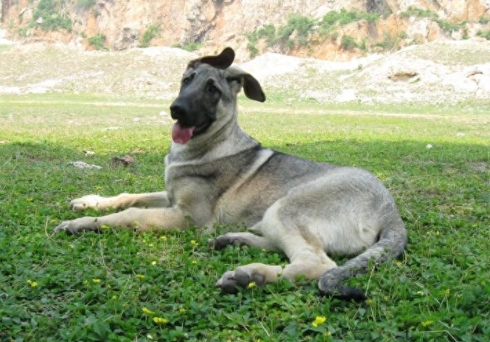 中国两大狼犬:长毛狼犬和中华狼青,完胜德牧