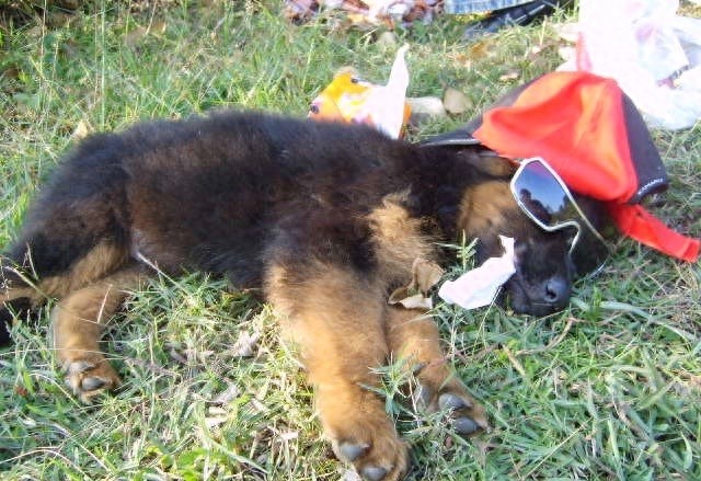 中国两大狼犬:长毛狼犬和中华狼青,完胜德牧