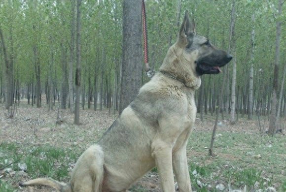 中国两大狼犬:长毛狼犬和中华狼青,完胜德牧