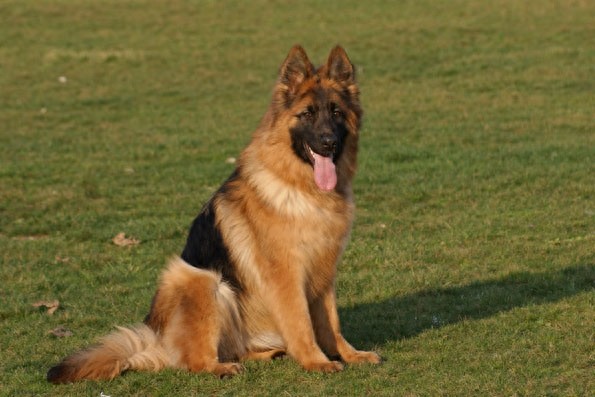 中国两大狼犬:长毛狼犬和中华狼青,完胜德牧