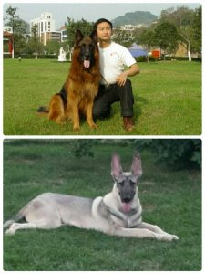 ​中国两大狼犬:长毛狼犬和中华狼青，完胜德牧