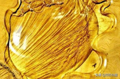 价值堪比“黄金”的金丝楠木，为何没人种植？种了，也不一定值钱