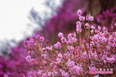 万亩杜鹃竞相绽放！第十八届青岛大珠山杜鹃花会启幕