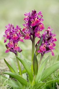 ​鬼兰：道教神秘的圣地