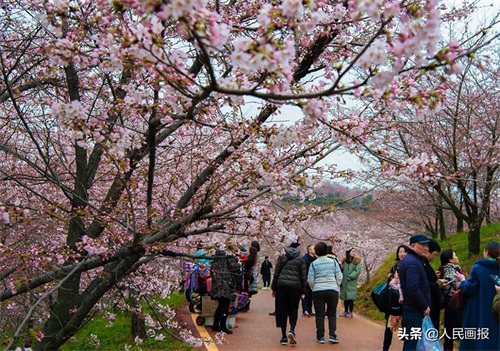 空中俯瞰平坝万亩樱花园，壮哉！美哉！