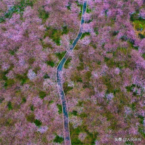 空中俯瞰平坝万亩樱花园，壮哉！美哉！