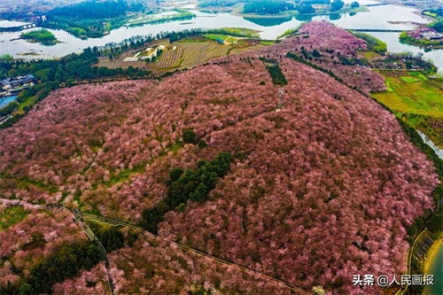 空中俯瞰平坝万亩樱花园，壮哉！美哉！