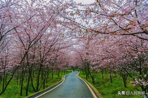 空中俯瞰平坝万亩樱花园，壮哉！美哉！