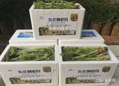 春节餐桌“新贵”来了｜百元每斤的刺老芽上市，你要“尝鲜”吗？