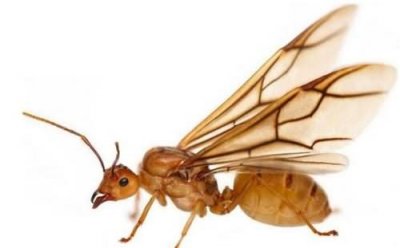 ​蚁后是怎么产生的 世界上最大的白蚁蚁后真容曝光