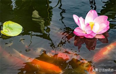 ​图们市笠峰村池塘惊现锦鲤戏莲图