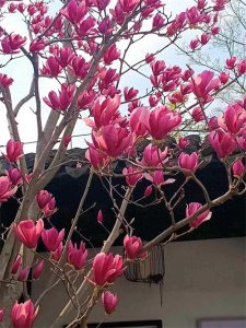 ​家有三妯娌，婆婆最爱的三媳妇，却是最不孝的，也是婆婆最怕的。