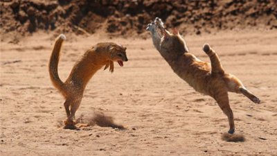 ​在农村常见的猫和黄鼠狼打架，到底谁更厉害？