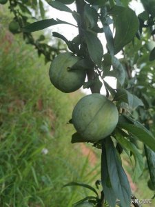 ​广东省韶关市乐昌特产：黄金奈李，以九峰两江和坪石红石岱最出名