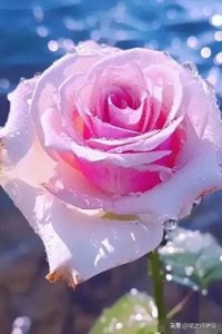 分享图片——美如冠玉，明眸善睐，天生丽质，楚楚不凡的月季花！