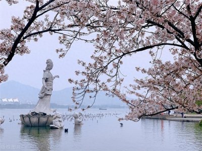 ​鸡鸣寺的樱花盛宴，南京春日的浪漫邀请