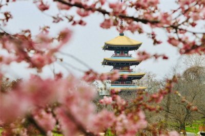 后天开园！东湖樱花园内早樱开好了