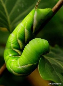 舌尖上的连云港，匪夷所思的美味—豆丹