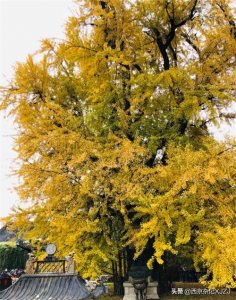 ​秋访古观音禅寺千年银杏