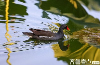 ​是鸟不是鸡--黑水鸡