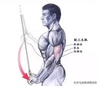 最全的肱三头肌最好的锻炼方法图解