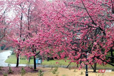 ​组图|常德屈原公园樱花盛开，静候市民赴一场春日绮梦