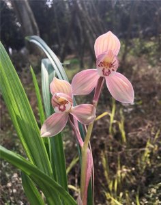 ​1986年，赤水河边下山的一棵兰花，开花新奇无比，后来卖出了天价