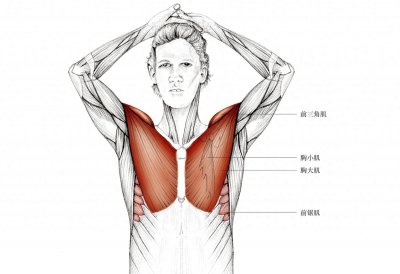 ​运动后肌肉酸胀的上肢拉伸图解