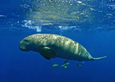 ​儒艮：启发童话的海洋哺乳动物在我国宣布灭绝