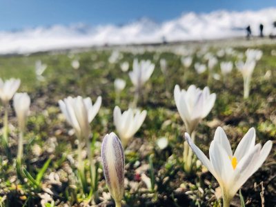 ​四月那拉提草原开满这朵花 它的花语叫“我在等你”