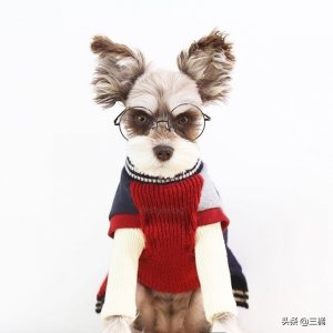 ​狗狗图鉴---雪纳瑞