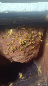 ​胡蜂养殖：新兴农村产业的致富密码