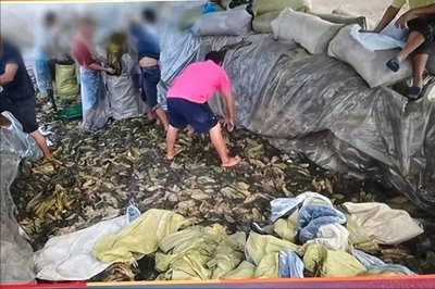 ​制作环境恶劣的橄榄菜，脏乱恶心再创新高，腌制菜还能放心吃吗？